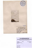 藏品(寬角叉珊藻)的圖片